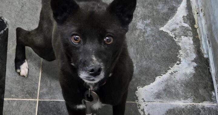 neugle pet 경남 합천 2026 00128