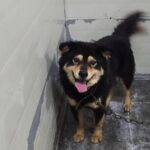 neugle pet 경남 합천 2026 00130