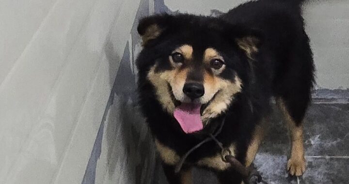 neugle pet 경남 합천 2026 00130