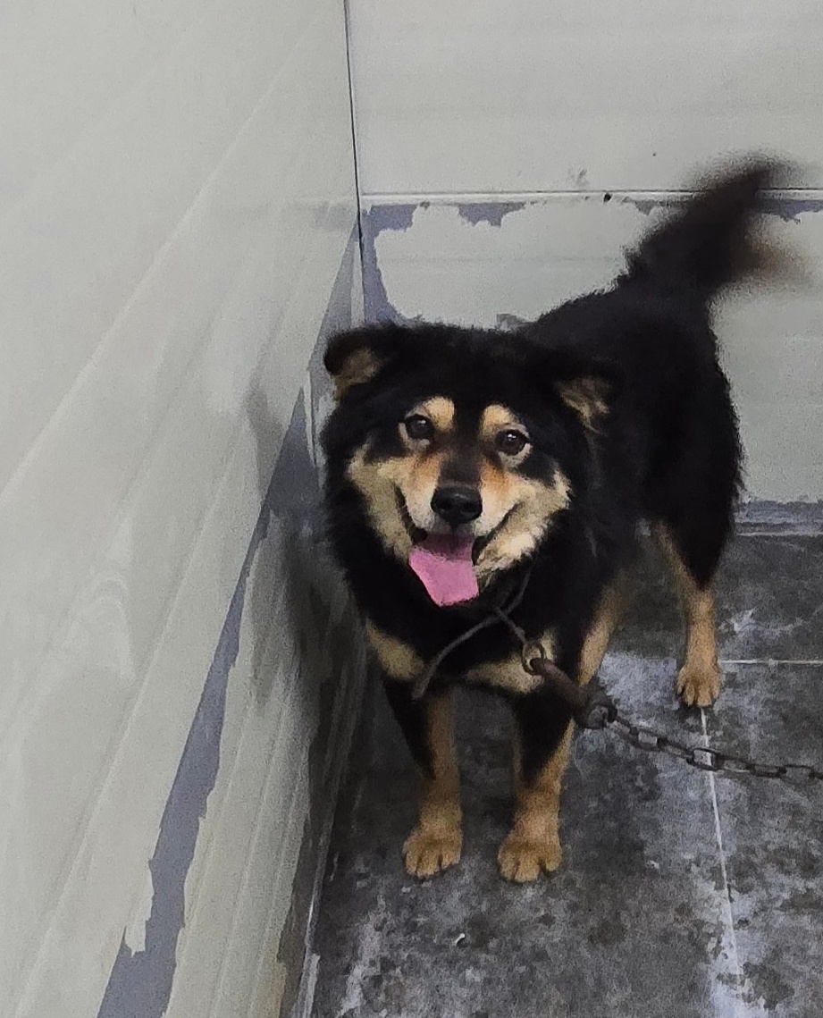 neugle pet 경남 합천 2026 00130