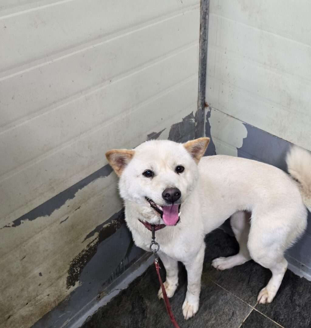 neugle pet 경남 합천 2026 00131