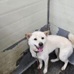 neugle pet 경남 합천 2026 00131