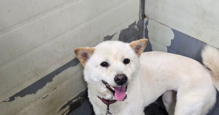 neugle pet 경남 합천 2026 00131