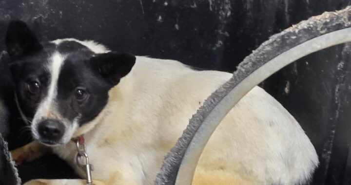 neugle pet 경남 합천 2026 00132