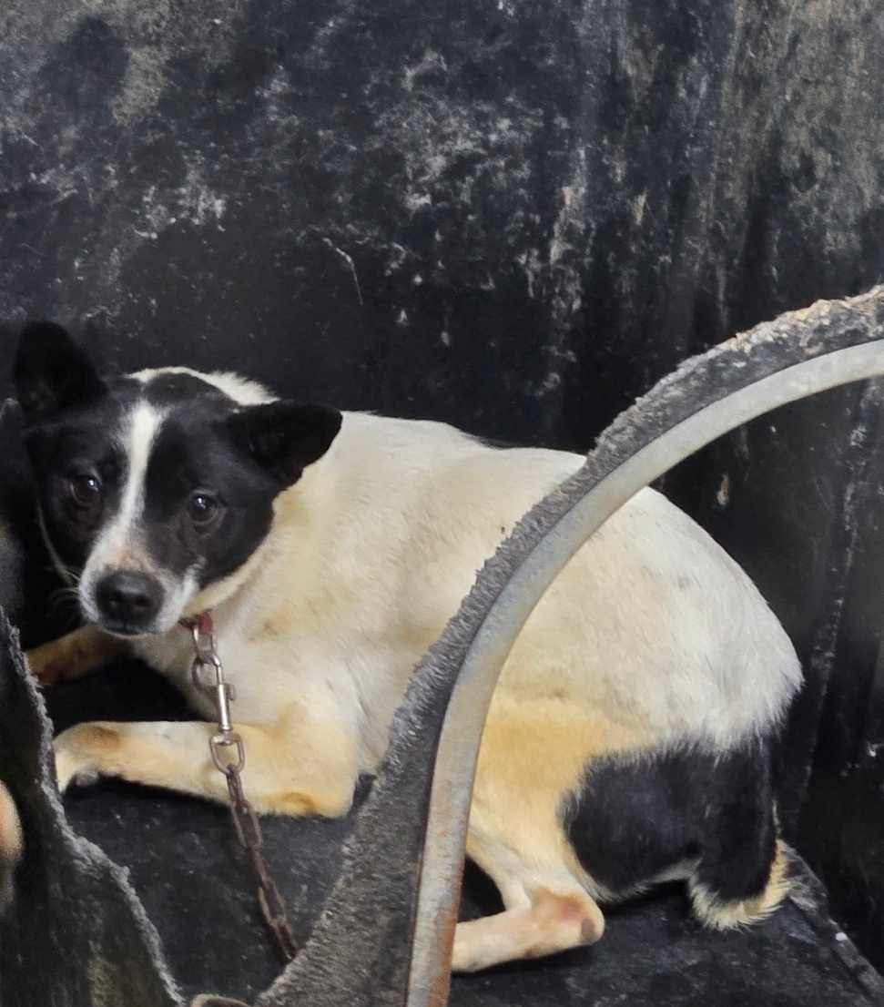 neugle pet 경남 합천 2026 00132