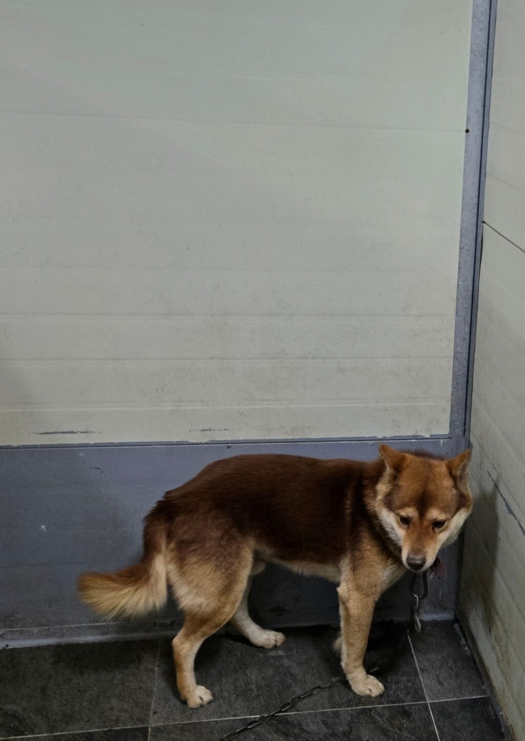 neugle pet 경남 합천 2026 00133