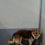 neugle pet 경남 합천 2026 00133