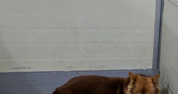 neugle pet 경남 합천 2026 00133