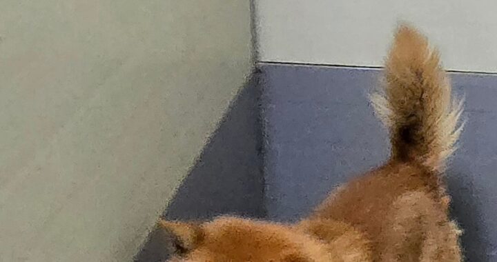 neugle pet 경남 합천 2026 00134