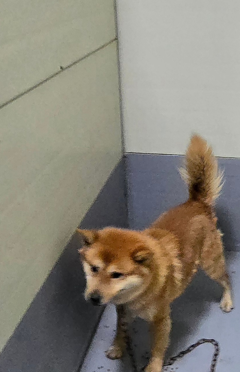 neugle pet 경남 합천 2026 00134