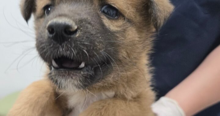 neugle pet 경남 합천 2026 00138