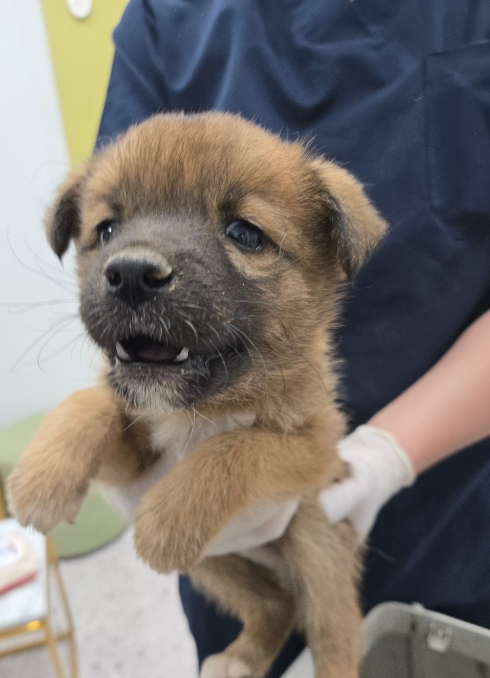 neugle pet 경남 합천 2026 00138