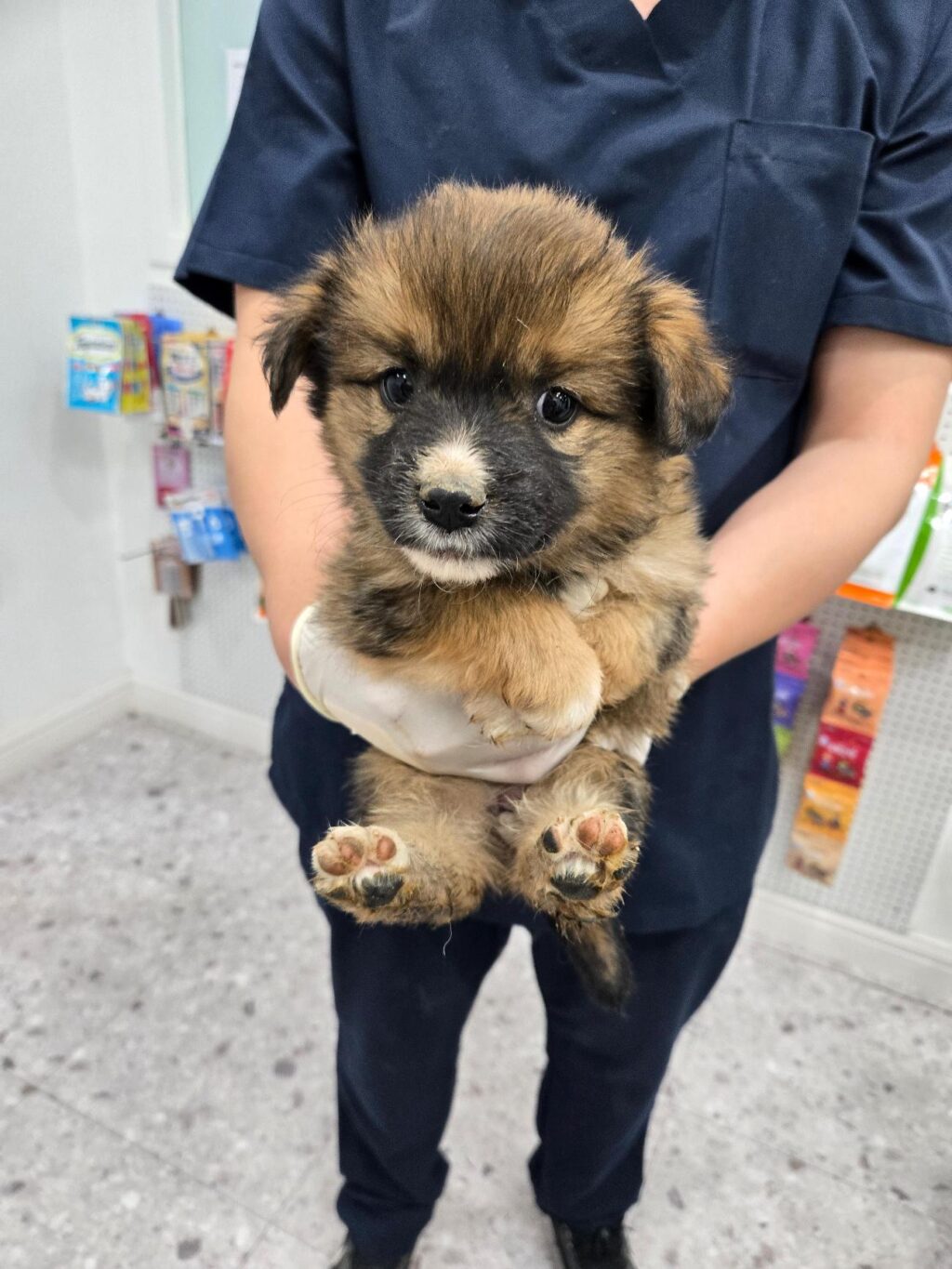 neugle pet 경남 합천 2026 00139