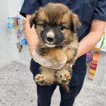 A Tiny Soul's Journey: Brown Mix-Breed Dog Rescued in South Korea's Hapcheon-gun Seeks International Adoption 13 neugle pet 경남 합천 2026 00139