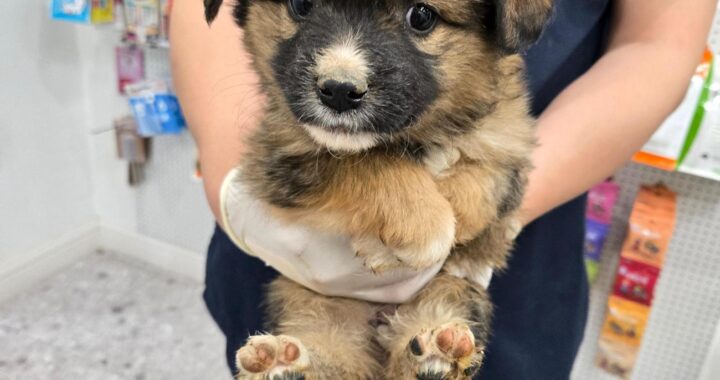 neugle pet 경남 합천 2026 00139