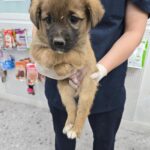 neugle pet 경남 합천 2026 00140