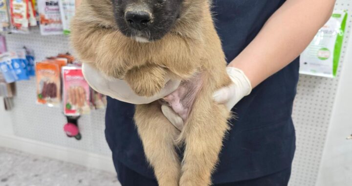 neugle pet 경남 합천 2026 00140