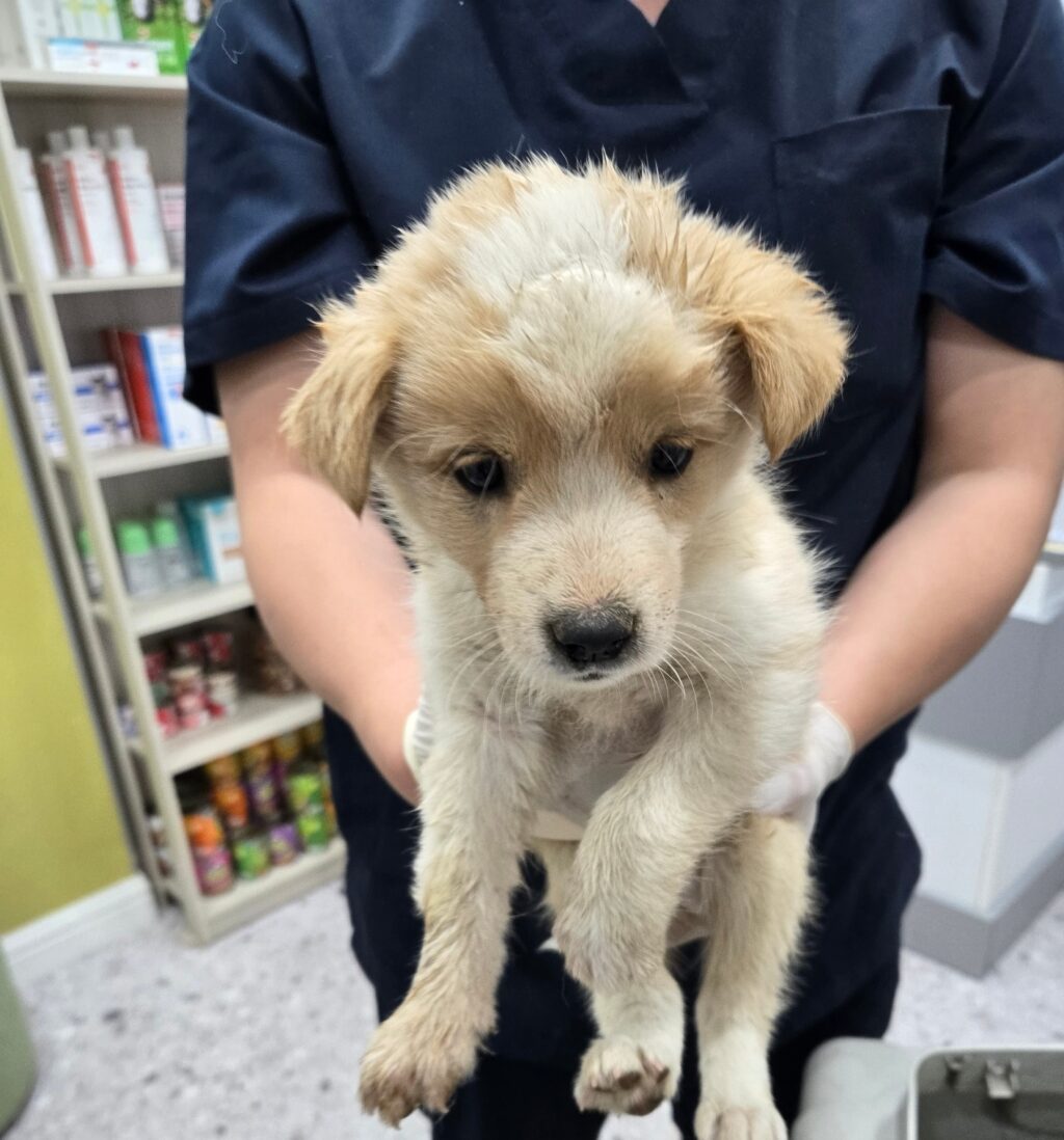 neugle pet 경남 합천 2026 00142