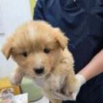 Gahoe's Gentle Spirit: A Mixed Breed Puppy's Journey from Hapcheon's Streets to International Adoption 13 neugle pet 경남 합천 2026 00143