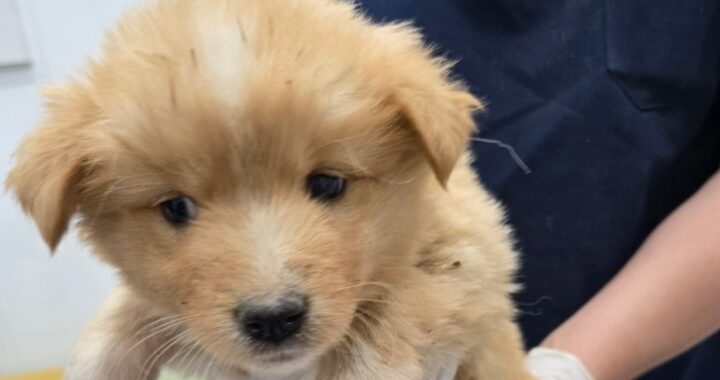 neugle pet 경남 합천 2026 00143