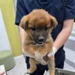 Bomi's Brave Journey: A Tiny Mix-Breed Puppy Rescued in Hapcheon, South Korea, Seeks International Adoption 12 neugle pet 경남 합천 2026 00144
