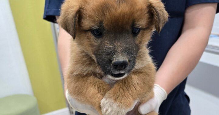 neugle pet 경남 합천 2026 00144