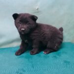 neugle pet 경북 경산 2026 00062