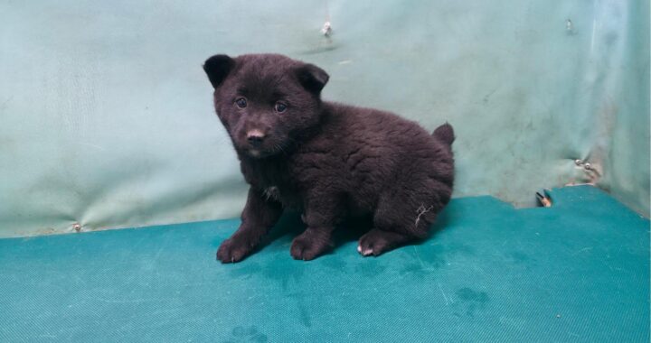 neugle pet 경북 경산 2026 00062