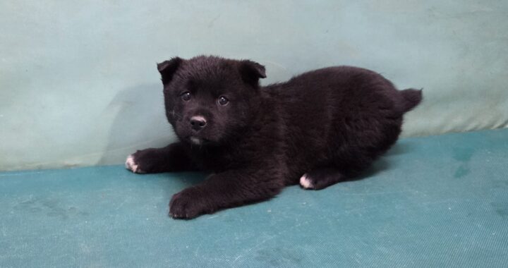 neugle pet 경북 경산 2026 00063