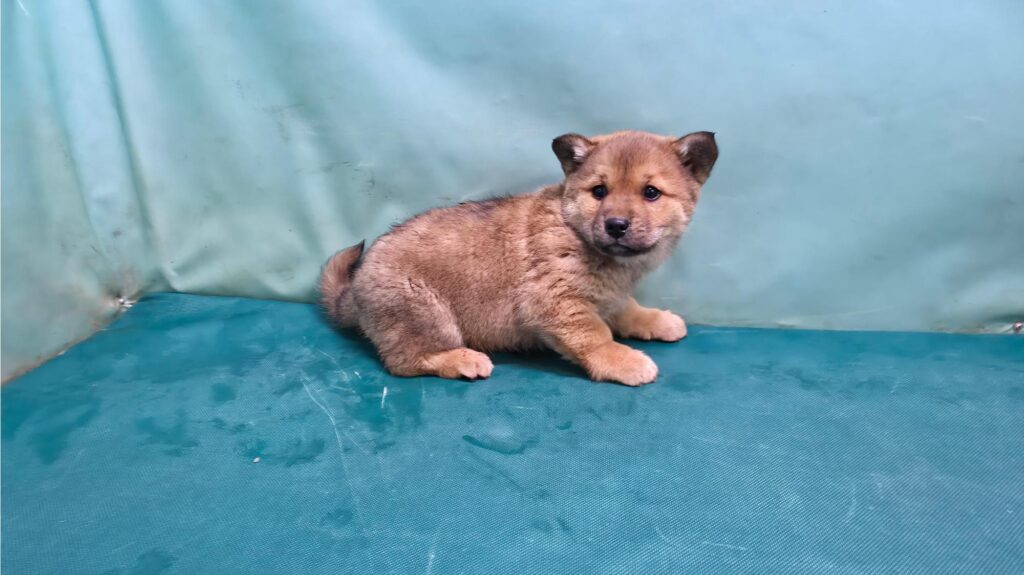 neugle pet 경북 경산 2026 00064