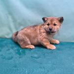 neugle pet 경북 경산 2026 00064