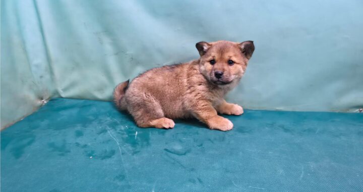 neugle pet 경북 경산 2026 00064