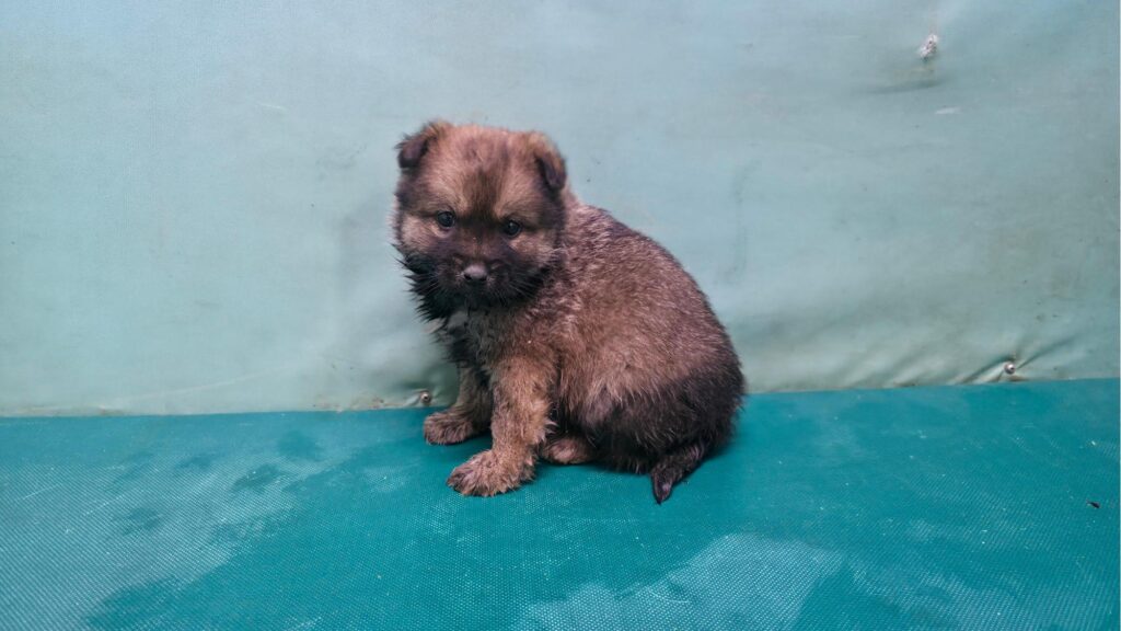 neugle pet 경북 경산 2026 00065