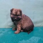 neugle pet 경북 경산 2026 00065