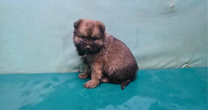 neugle pet 경북 경산 2026 00065