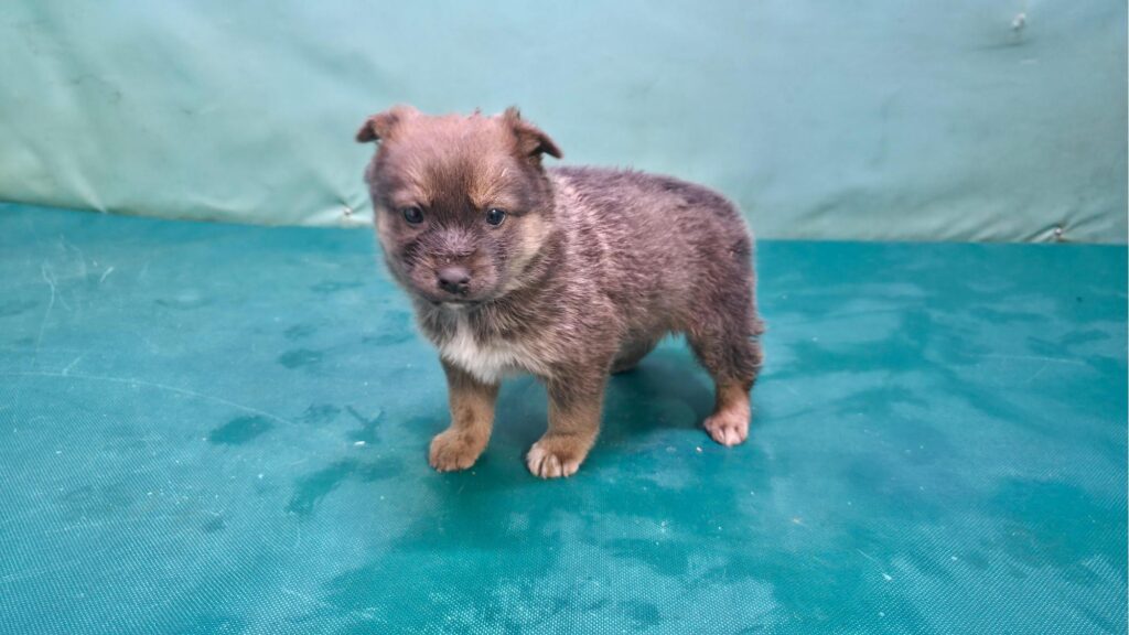 neugle pet 경북 경산 2026 00066