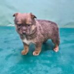 neugle pet 경북 경산 2026 00066