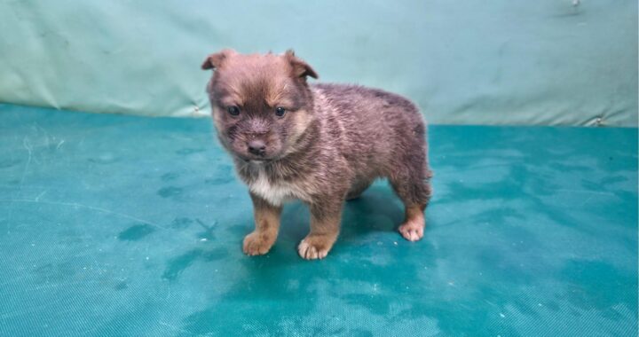 neugle pet 경북 경산 2026 00066