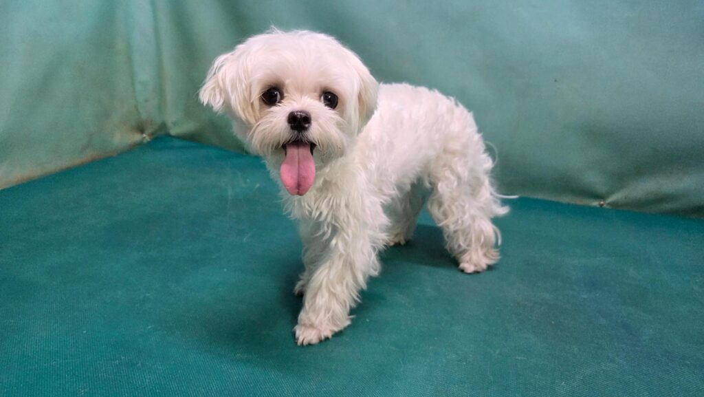 neugle pet 경북 경산 2026 00080