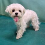 Meet Daisy: A Gyeongsan Maltese's Journey from Village Stray to Hopeful Heart – Seeking International Adoption 5 neugle pet 경북 경산 2026 00080