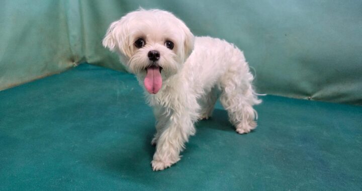 neugle pet 경북 경산 2026 00080