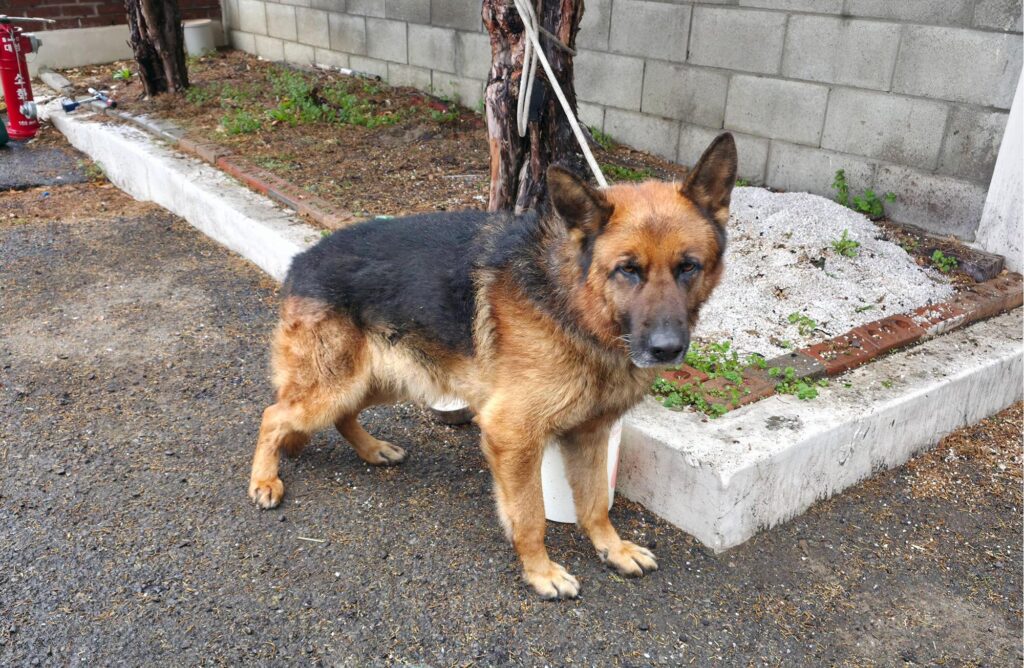 neugle pet 경북 경산 2026 00085