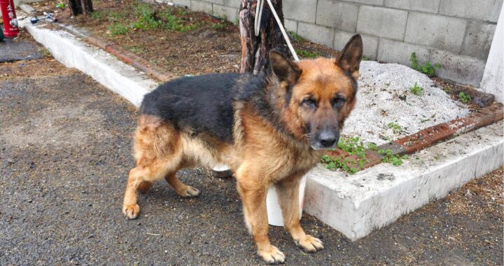 neugle pet 경북 경산 2026 00085