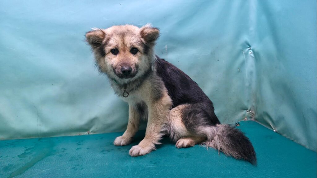 neugle pet 경북 경산 2026 00086