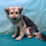 neugle pet 경북 경산 2026 00086