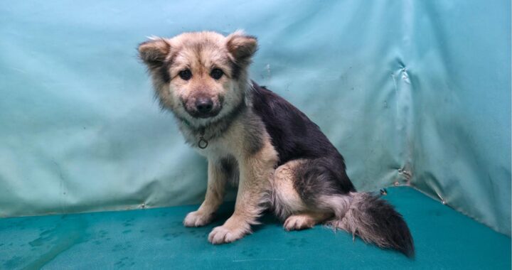 neugle pet 경북 경산 2026 00086