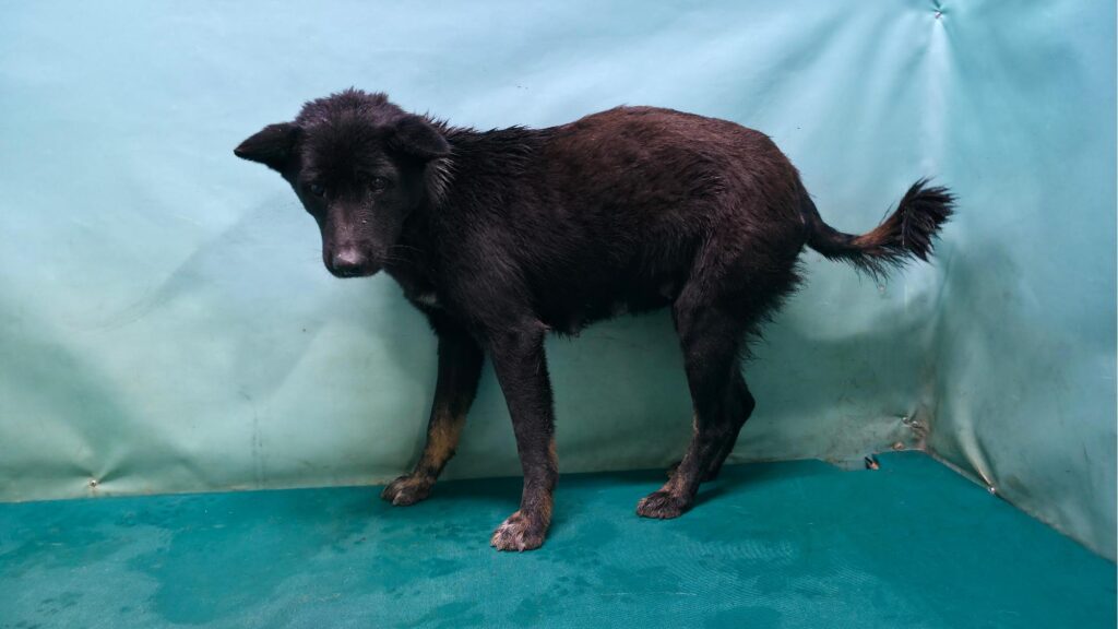 neugle pet 경북 경산 2026 00087