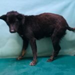 neugle pet 경북 경산 2026 00087