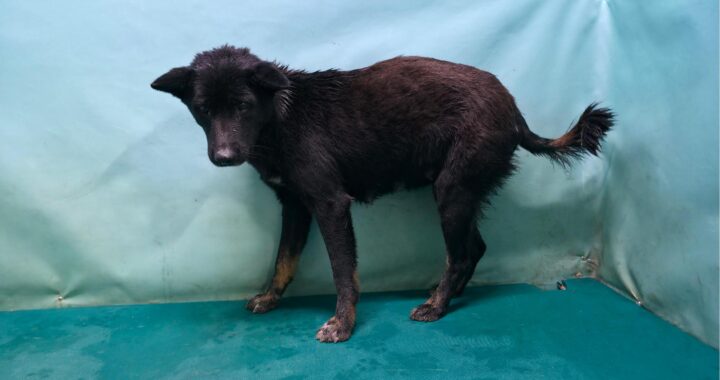 neugle pet 경북 경산 2026 00087