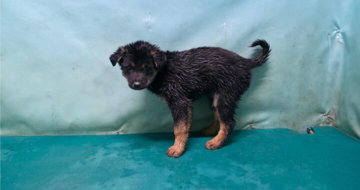 neugle pet 경북 경산 2026 00088